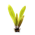 DENNERLE PLANTS - APONOGETON BOIVINIANUS BULBO