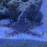 ARCHASTER TYPICUS