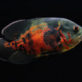 ASTRONOTUS PESCE OSCAR