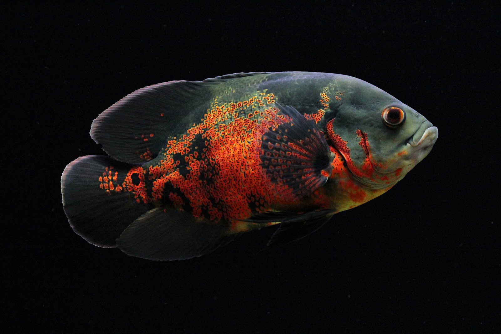 ASTRONOTUS PESCE OSCAR