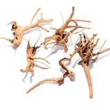 BluBios - Azalea Root XS - Legni naturali per acquari prezzo per singolo esemplare