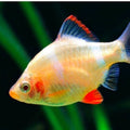 BARBUS SP.