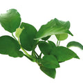 DENNERLE PLANTS - ANUBIAS BARTERI