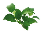 DENNERLE PLANTS - ANUBIAS BARTERI
