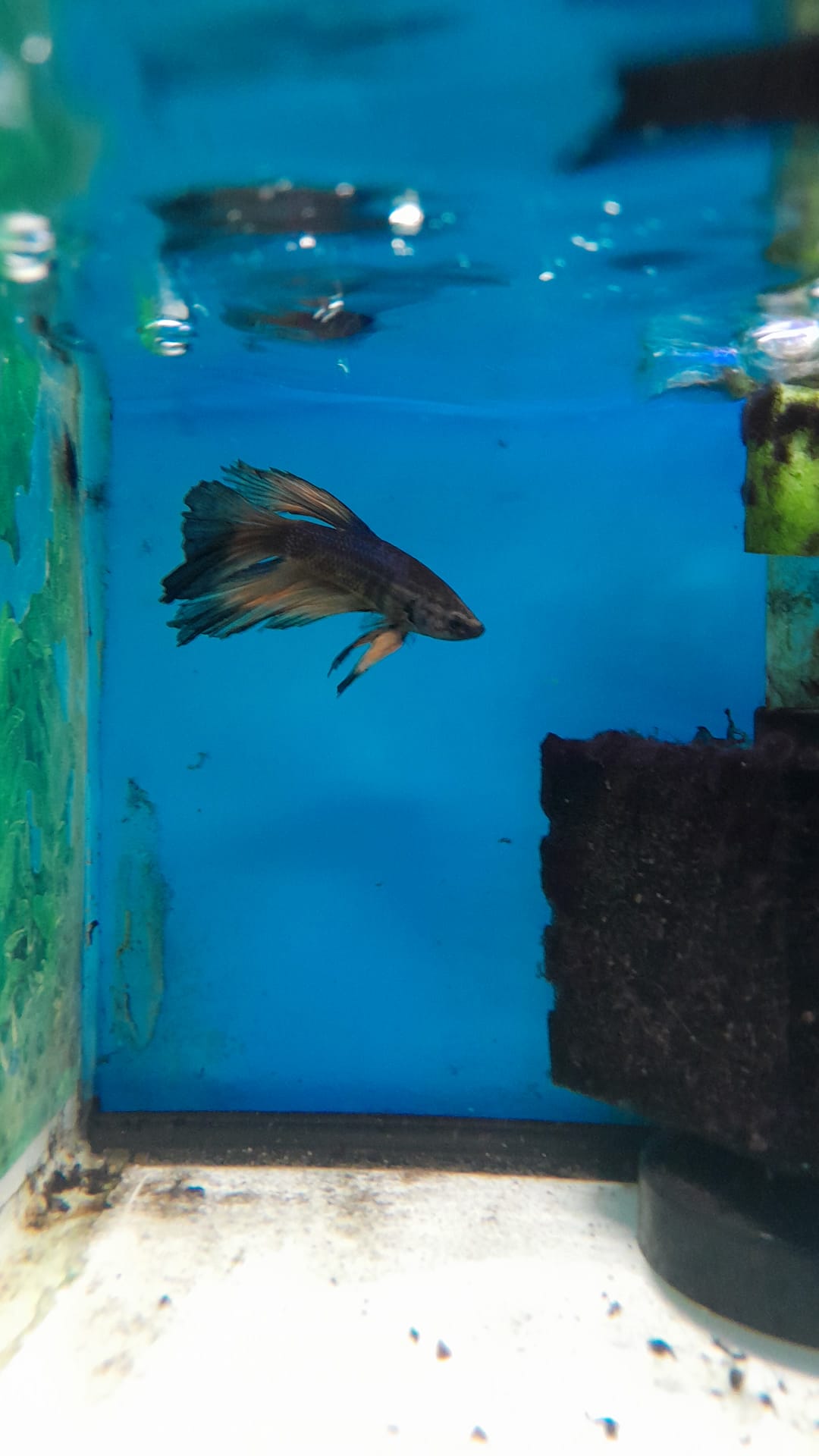 BETTA SPLENDENS HALFMOON #14