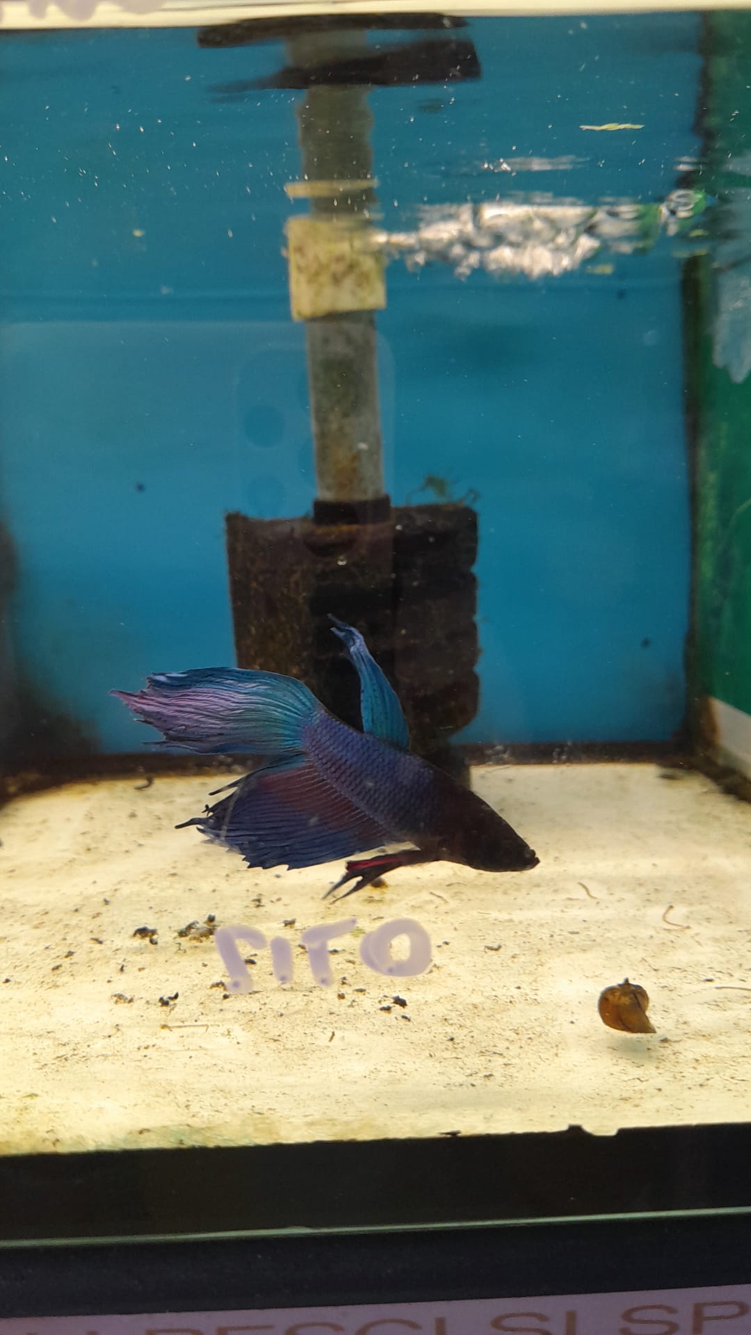 BETTA SPLENDENS #7