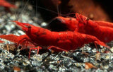 CARIDINA BLOODY MARY