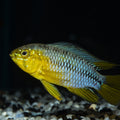 APISTOGRAMMA BORELLI