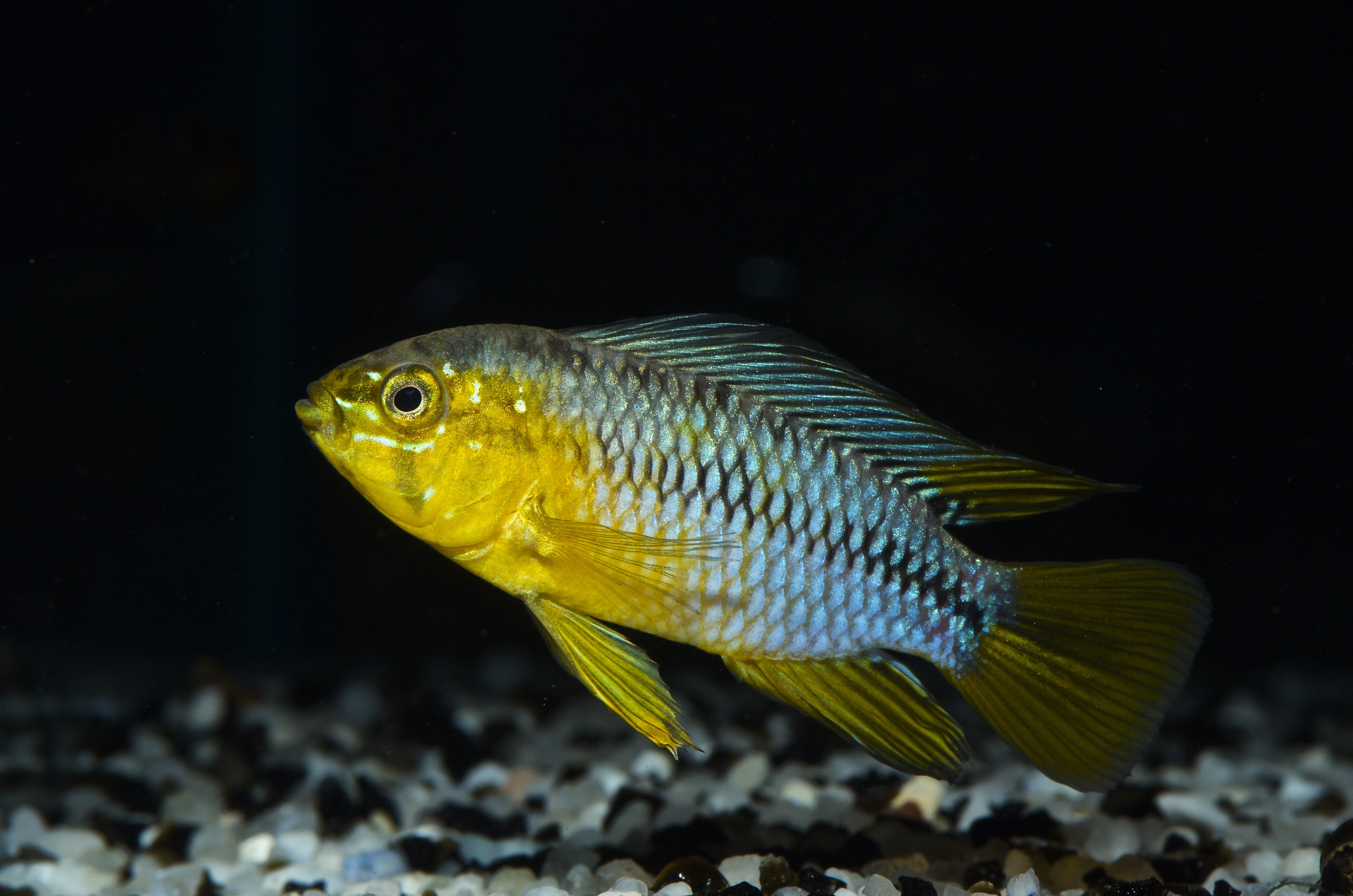 APISTOGRAMMA BORELLI