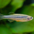 BRACHYDANIO SP.