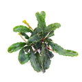 DENNERLE PLANTS - BUCEPHALANDRA PYGMAEA BUKIT KELAM