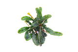 DENNERLE PLANTS - BUCEPHALANDRA PYGMAEA BUKIT KELAM