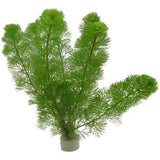 AQUAFLEUR PIANTE - CABOMBA AQUATICABUNCH