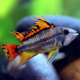 APISTOGRAMMA SP