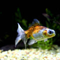 ORANDA OCCHI TELESCOPICO CALICO