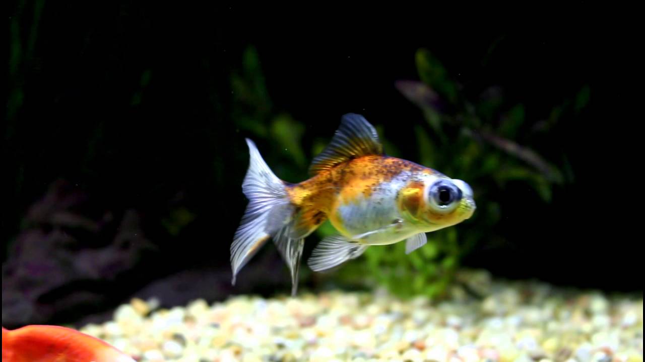 ORANDA OCCHI TELESCOPICO CALICO