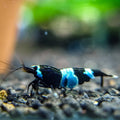 CARIDINA PANDA SHADOW