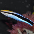 LABROIDES DIMIDIATUS