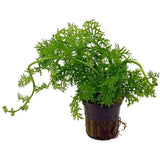 AQUAFLEUR PLANTS - CERATOPTERIS SILIQUOSA