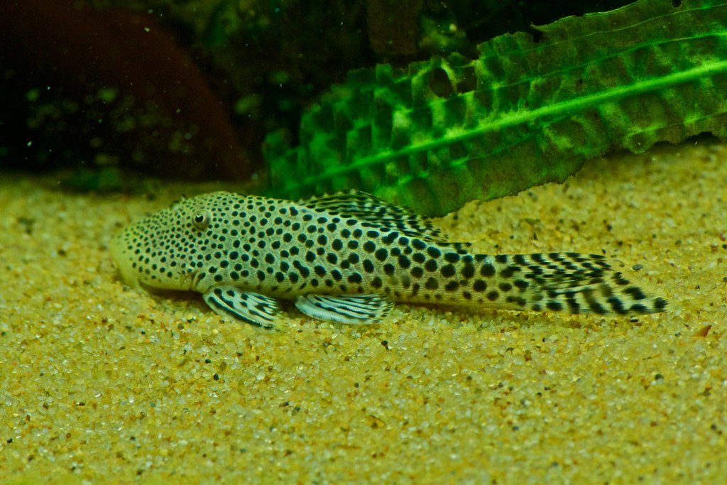 L187 CHAETOSTOMA SP.