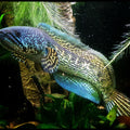 CHANNA AURANTIMACULATA