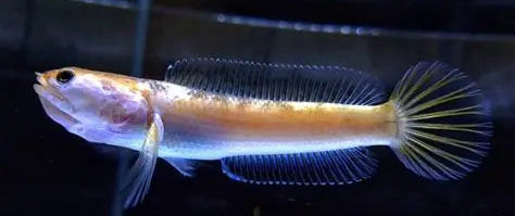 CHANNA PULCHRA GOLD