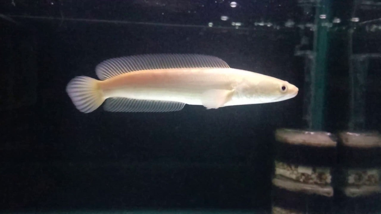 CHANNA STRIATA ALBINO