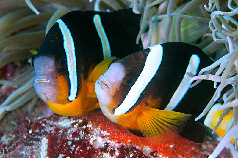 AMPHIPRION CLARKII