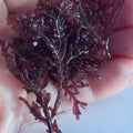 CORALLINA OFFICINALIS PORZIONE