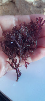 CORALLINA OFFICINALIS PORZIONE