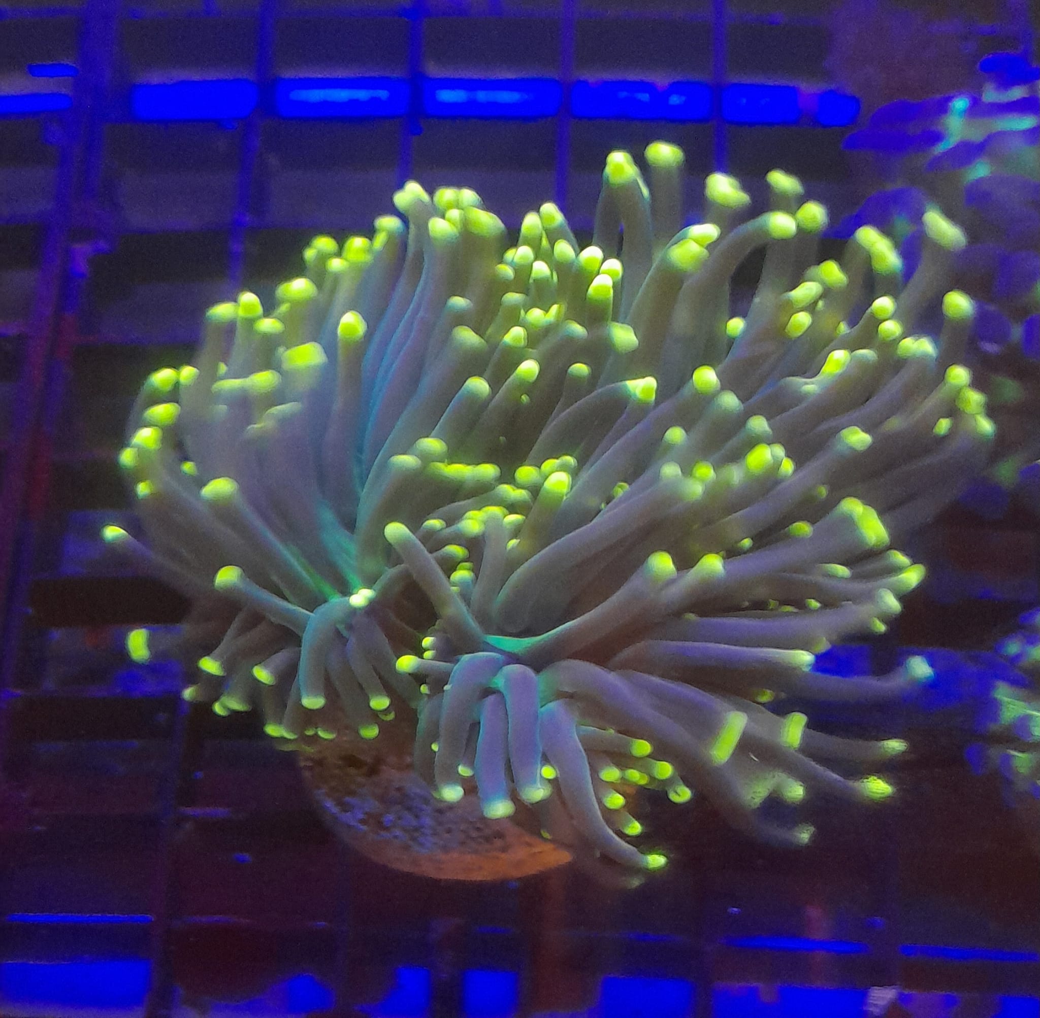EUPHYLLIA CRISTATA WYSIWYG