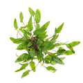 DENNERLE PLANTS - CRYPTOCORYNE WENDTII GREEN