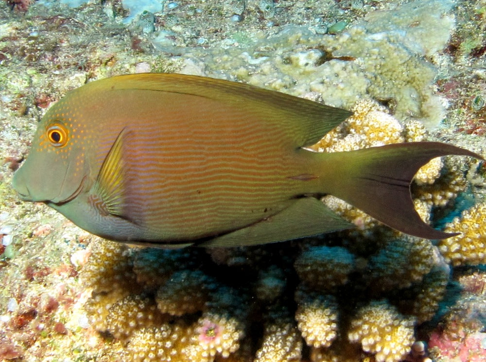 CTENOCHAETUS STRIATUS