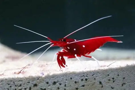 LYSMATA DEBELIUS
