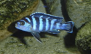 PSEUDOTROPHEUS DEMASONI