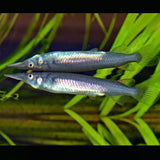 DERMOGENYS PUSILLUS 4CM
