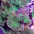 DISCOSOMA GREEN