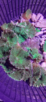 DISCOSOMA GREEN
