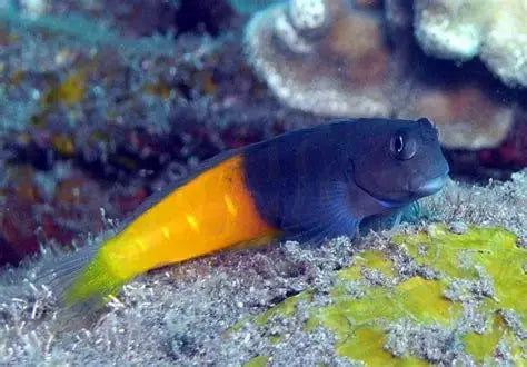 ECSENIUS BICOLOR