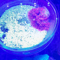 EPICYSTIS CRUCIFER RED WYSIWYG