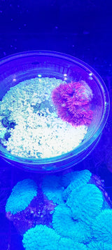 EPICYSTIS CRUCIFER RED WYSIWYG