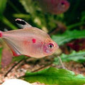 HYPHESSOBRYCON ERYTHROSTIGMA - BLEEDING TETRA