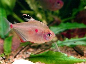 HYPHESSOBRYCON ERYTHROSTIGMA - BLEEDING TETRA