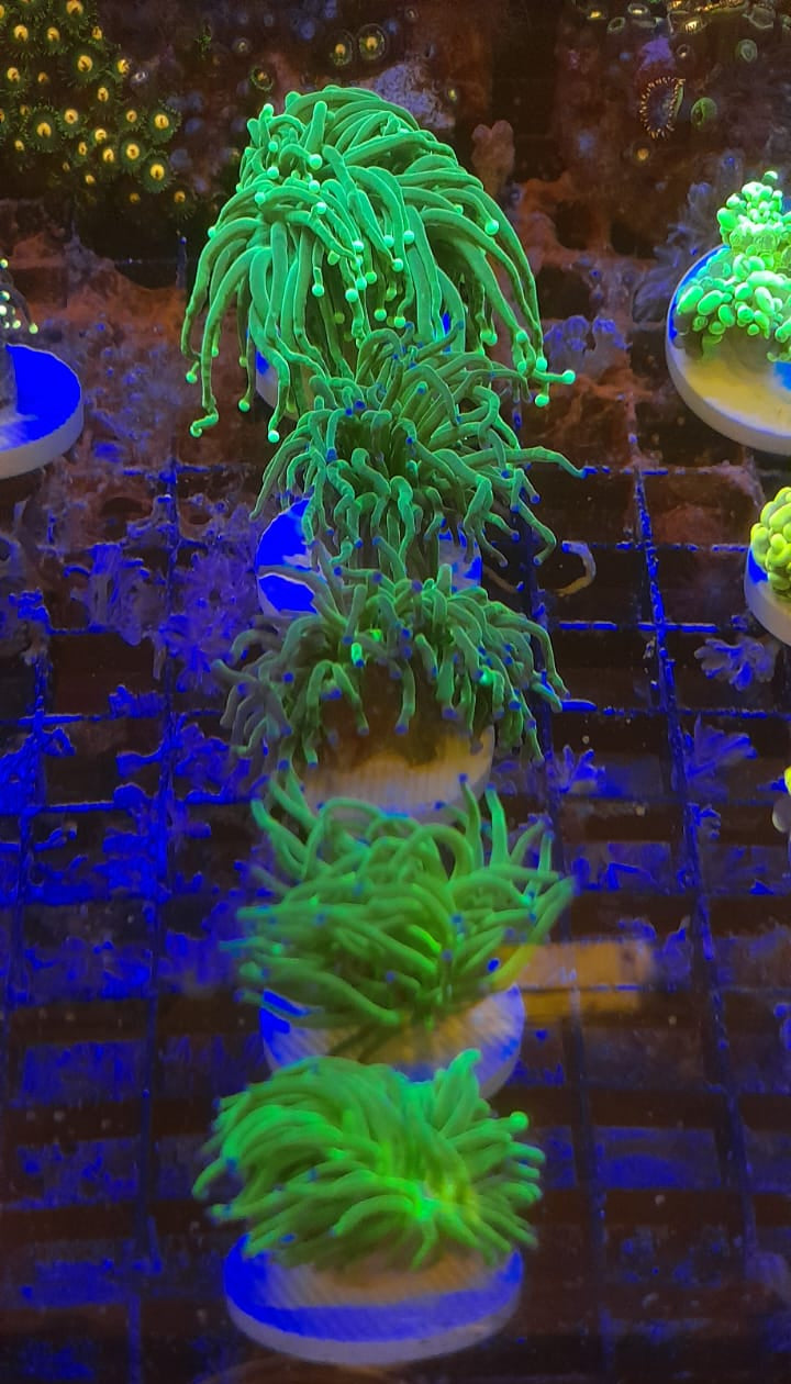 EUPHYLLIA GLABRESCENS GREEN TORCH