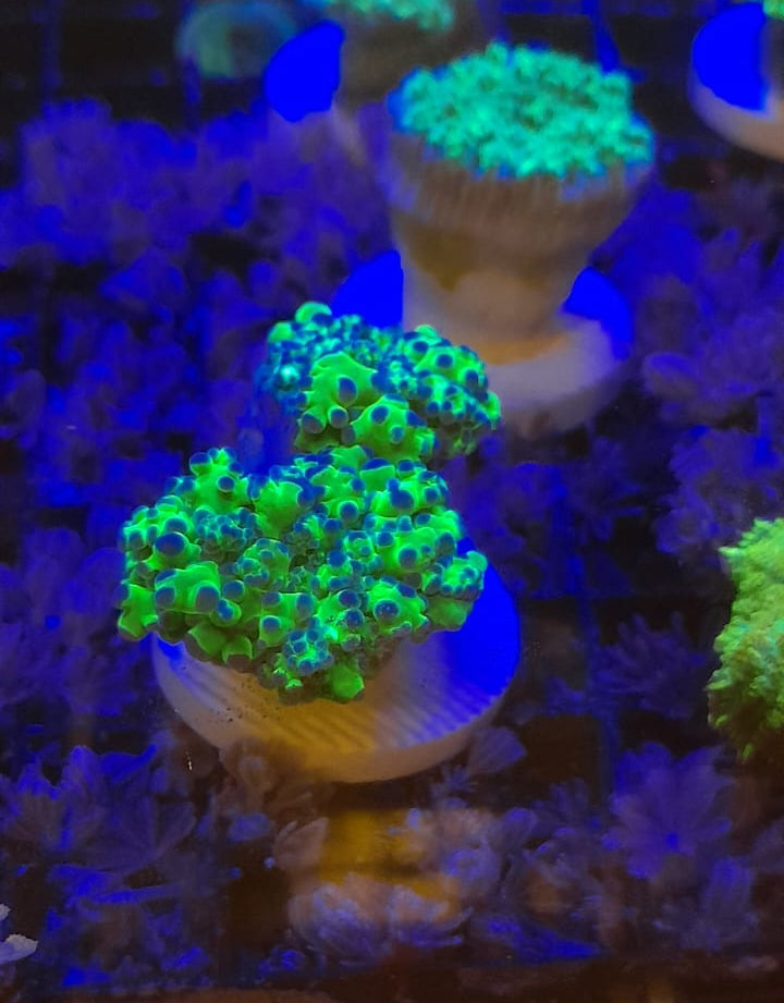 EUPHYLLIA YAEYAMENSIS