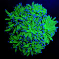 EUPHYLLIA GLABRESCENS BLUEBERRY WYSIWYG