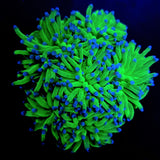 EUPHYLLIA GLABRESCENS BLUEBERRY WYSIWYG