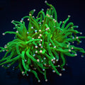 EUPHYLLIA GLABRESCENS COTTON CANDY WYSIWYG