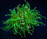 EUPHYLLIA GLABRESCENS COTTON CANDY WYSIWYG