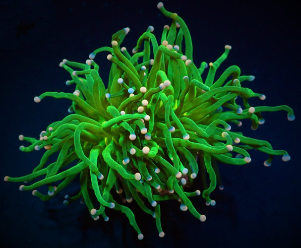 EUPHYLLIA GLABRESCENS COTTON CANDY 1 CALICE